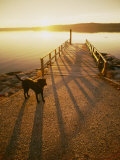 A Black Labrador Pauses by the Waterfront
