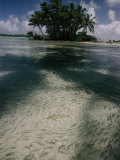 Schools of Mulletfish Prudently Detour Around a Blacktip Reef Shark