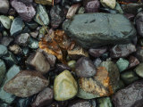 Buy Rocks and Dead Leaves at AllPosters.com