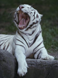 A Captive Siberian Tiger Yawns