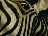 Buy Zebra at AllPosters.com
