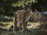 Mountain Lion Stands in a Shady Spot