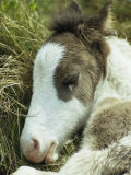 Portrait of a Wild Pony Foal Sleeping