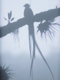 Buy A Male Resplendent Quetzal is Silhouetted on Tree Branch Festooned with Air Plants at AllPosters.com