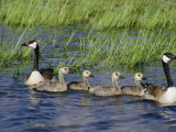 Canada Geese with Young