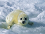 A Gray Seal Pup Stares Directly at the Camera