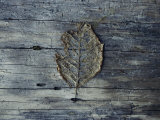 A Decomposing Leaf Sits on a Log in the Hoh River Valley