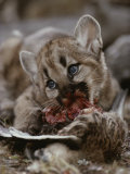 Mountain Lion Cub Feeds on a Mallard Duck