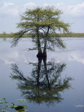 Buy Cypress Tree Reflecting in the Water at AllPosters.com