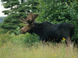 A Large Bull Moose in Tall Grass on the Edge of a Forest