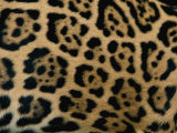 A Close View of the Markings on a Jaguar