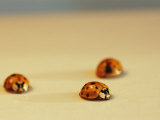 Multi-Colored Asian Lady Beetles
