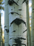 Detail of a Tree Trunk with Face-Like Features