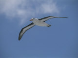 A Black-Browed Albatross in Flight in a Clear Blue Sky