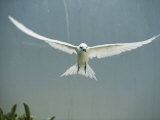 Buy Fairy Tern in Flight at AllPosters.com