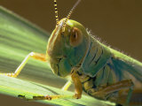 Grasshopper