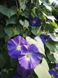 A Close View of a Heavenly Blue Morning Glory Flower and Vine