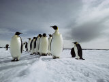 A Group of Emperor Penguins Strolling in the Snow