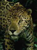 A Jaguar on the Prowl