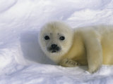 A Sleepy-Eyed Gray Seal Pup Stares Directly at the Camera
