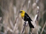 View of a Yellow-Headed Blackbird Perched on Top of a Cattail