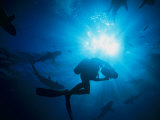 Sunlight Silhouetting a Diver Swimming About with a Group of Sharks