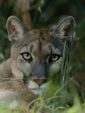 Florida Panther