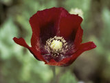 Buy Flower of an Opium Poppy at AllPosters.com