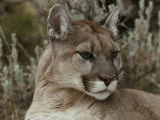 Portrait of a Mountain Lion