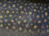 Close-up of a Brook Trout