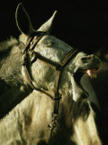 A Bridled Pack Mule Yawning
