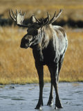 A Young Bull Moose