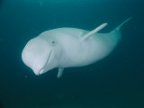 Buy A Beluga Whale at AllPosters.com