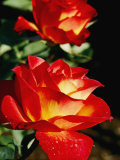 Buy Close View of a Rose at AllPosters.com