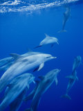 Buy A Group of Spotted Dolphins Swim Near the Oceans Surface at AllPosters.com