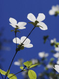 Buy Pacific Dogwood Blossoms at AllPosters.com