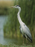 Slender Gray Heron Standing at the Waters Edge