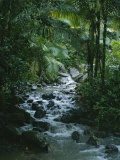 Buy A View of a Tropical Stream in El Yunque, Puerto Rico at AllPosters.com