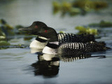 Close View of a Mated Pair of Common Loons Swimming in Tandem
