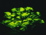 Buy Jack-O-Lantern Mushrooms Glowing Green at Night at AllPosters.com