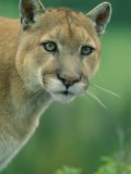 A Close View of a Captive Male Mountain Lion