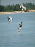 Three Brown Pelicans Dive into Water after Fish