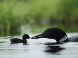A Tiny Loon Chick Being Fed by its Parent