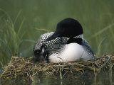 A Common Loon Sits with a Chick on Her Marshy Nest