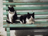 Buy A Pair of Cats on a Bench at AllPosters.com