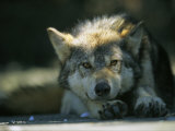 Gray Wolf