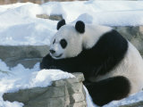 A Panda in the Snow at the National Zoo in Washington, Dc