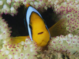 An Orange-Fin Anemonefish Shelters Among Sea Anemone Tentacles