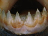 Buy Close View of the Teeth of a Piranha at AllPosters.com