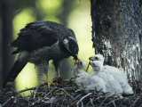 A Northern Goshawk Feeds its Scrawny White Chicks